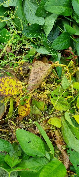 백영민님의 콩 · 자유게시판 작성글 사진