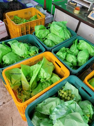 승진포도원님의 포도 · 자유게시판 작성글 사진