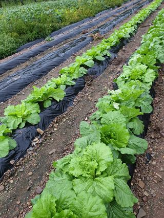김화순님의 가을 농사계획 알려주세요🍁 · 참여글 작성글 사진