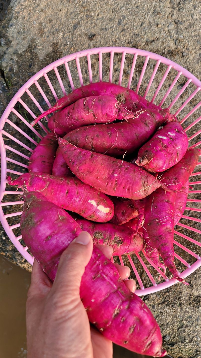 장터 상품 [꿀밤고구마 (10kg) 1박스 (완판)] 썸네일