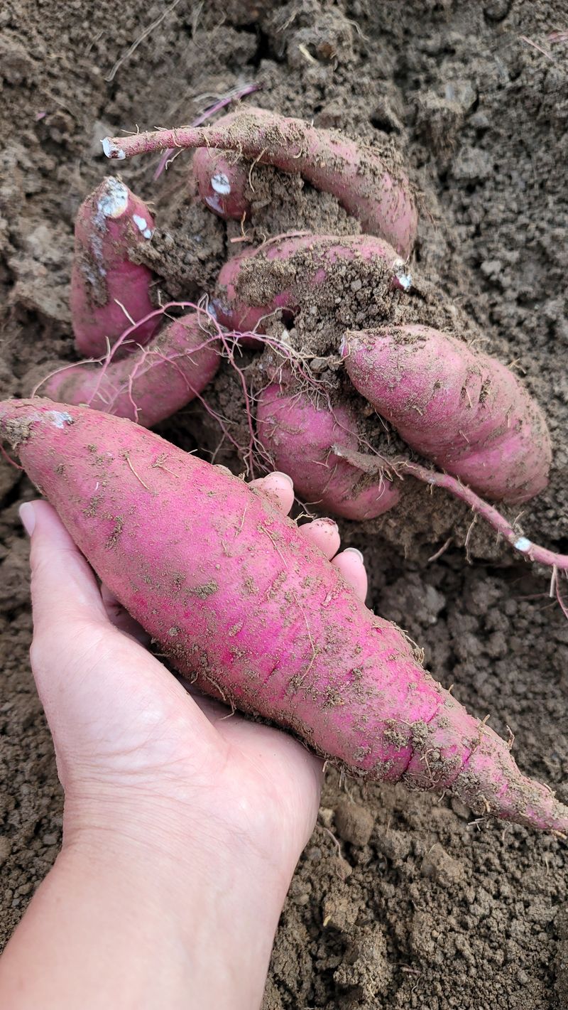 이남수진천님의 장터 판매 상품 [꿀밤고구마 (10kg) 1박스 (완판)] 첨부 사진