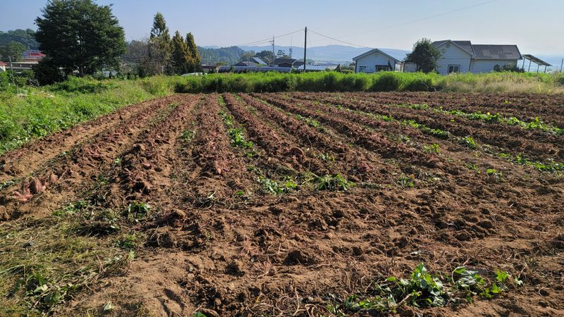 이남수진천님의 장터 판매 상품 [꿀밤고구마 (10kg) 1박스 (완판)] 첨부 사진