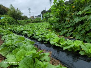 정창훈님의 배추 · 병해충상담 작성글 사진