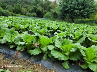 정창훈님의 배추 · 병해충상담 작성글 사진
