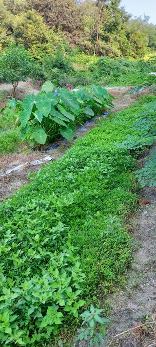 성낙신 님의 오늘의 시장을 알려주세요 · 참여글 작성글 사진