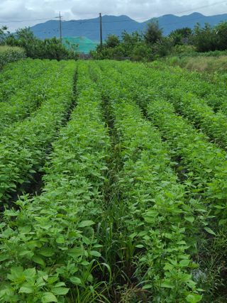 혹염소농장님의 가을 농사계획 알려주세요🍁 · 참여글 작성글 사진