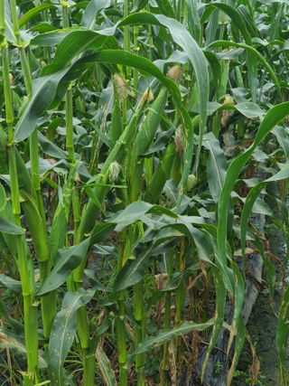 혹염소농장님의 옥수수 · 자유게시판 작성글 사진