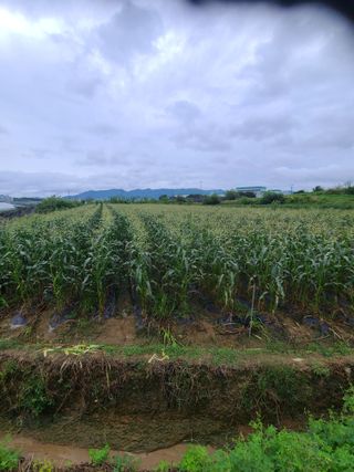 혹염소농장님의 옥수수 · 자유게시판 작성글 사진