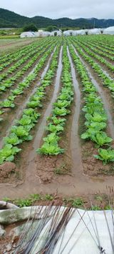 팜모닝 배추·일상 게시글 이미지