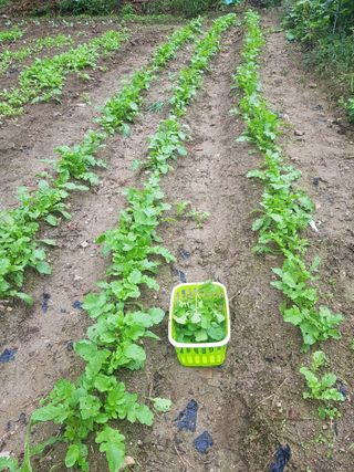 당근한개님의 기타작물 · 자유게시판 작성글 사진