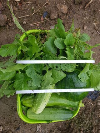 당근한개님의 기타작물 · 자유게시판 작성글 사진