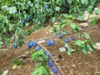 마늘22006님의 가을 농사계획 알려주세요🍁 · 참여글 작성글 사진