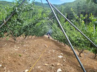 마늘22006님의 가을 농사계획 알려주세요🍁 · 참여글 작성글 사진