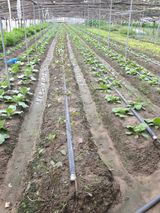 팜모닝 양배추·자유게시판 게시글 이미지