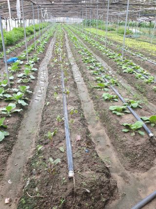 김화연님의 양배추 · 자유게시판 작성글 사진