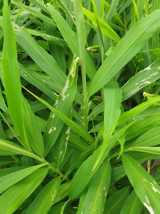 김화연님의 양배추 · 자유게시판 작성글 사진