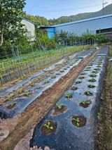 팜모닝 가을 농사계획 알려주세요🍁·참여글 게시글 이미지