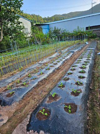 정일선님의 가을 농사계획 알려주세요🍁 · 참여글 작성글 사진