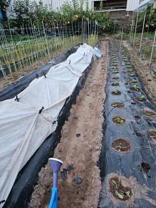 정일선님의 가을 농사계획 알려주세요🍁 · 참여글 작성글 사진