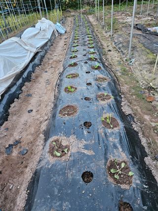 정일선님의 가을 농사계획 알려주세요🍁 · 참여글 작성글 사진