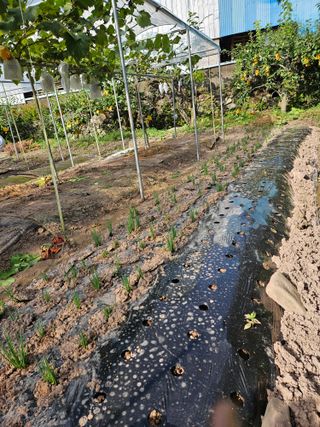 정일선님의 가을 농사계획 알려주세요🍁 · 참여글 작성글 사진