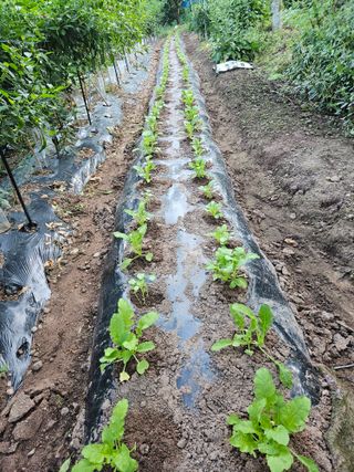 정일선님의 가을 농사계획 알려주세요🍁 · 참여글 작성글 사진