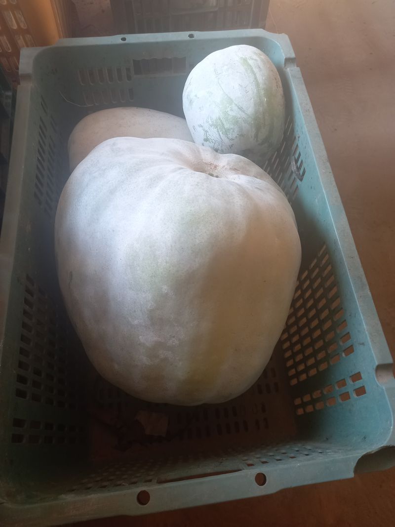 당진수농원박선이님의 장터 판매 상품 [늙은호박 맷돌호박3키로 5키로] 첨부 사진