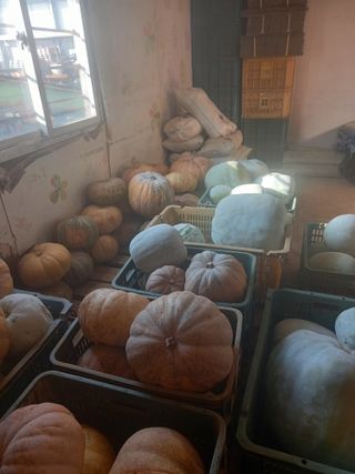 당진수농원박선이님의 작성글 사진