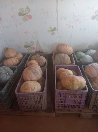 당진수농원박선이님의 작성글 사진