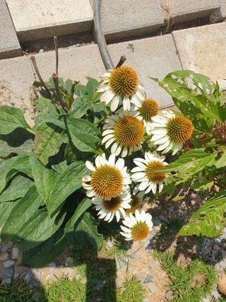 알 수 없음님의 기타작물 · 자유게시판 작성글 사진