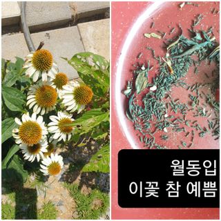 알 수 없음님의 기타작물 · 자유게시판 작성글 사진