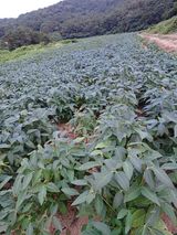 팜모닝 콩·자유게시판 게시글 이미지