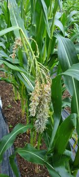 팜모닝 옥수수·병해충상담 게시글 이미지