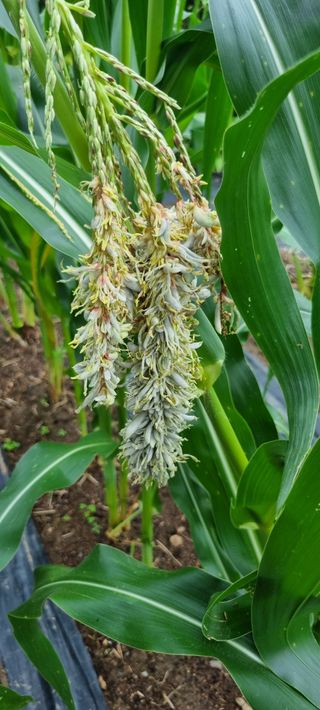 이 윤영님의 옥수수 · 병해충상담 작성글 사진