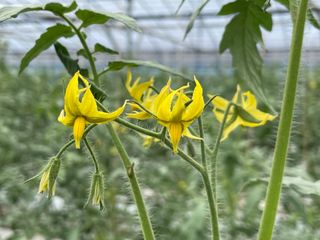 그린애농장님의 토마토 · 생장기 농작업 작성글 사진