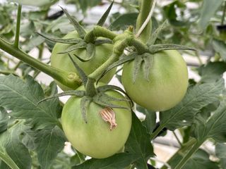 그린애농장님의 토마토 · 생장기 농작업 작성글 사진