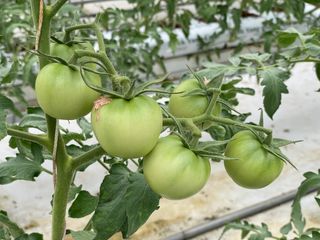 그린애농장님의 토마토 · 생장기 농작업 작성글 사진