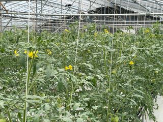 그린애농장님의 토마토 · 생장기 농작업 작성글 사진