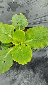 팜모닝 배추·병해충상담 게시글 이미지