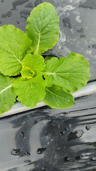 국화옆에서님의 배추 · 병해충상담 작성글 사진