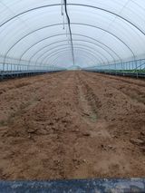 팜모닝 감자·자유게시판 게시글 이미지