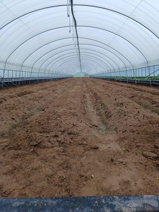 천마산지기농사꾼님의 감자 · 자유게시판 작성글 사진