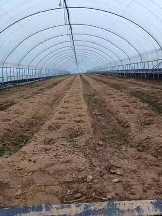 천마산지기농사꾼님의 감자 · 자유게시판 작성글 사진