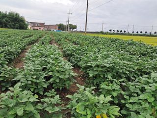 김기한님의 콩 · 자유게시판 작성글 사진