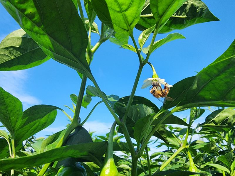 고추 조의현님의 장터 판매 상품 [[판매완료] 고추가루  팝니다. 일반5kg+청양1k] 첨부 사진