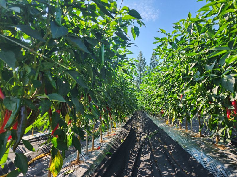 고추 조의현님의 장터 판매 상품 [[판매완료] 고추가루  팝니다. 일반5kg+청양1k] 첨부 사진