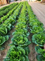 팜모닝 배추·일상 게시글 이미지