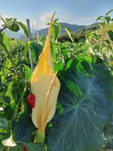 팜모닝 자유주제·사진전 게시글 이미지