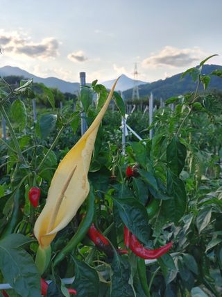 안길원님의 자유주제 · 사진전 작성글 사진