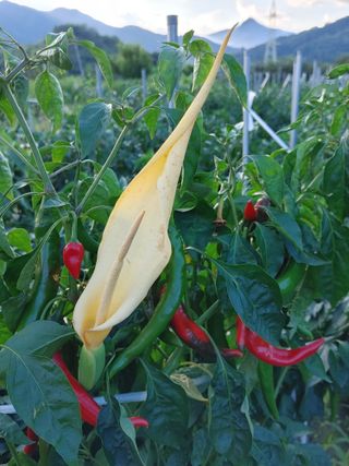 안길원님의 자유주제 · 사진전 작성글 사진